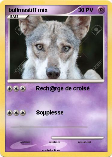 Pokemon bullmastiff mix
