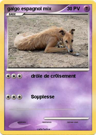 Pokemon galgo espagnol mix