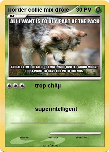 Pokemon border collie mix drôle