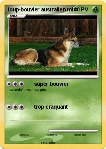 Pokemon loup-bouvier australien mix