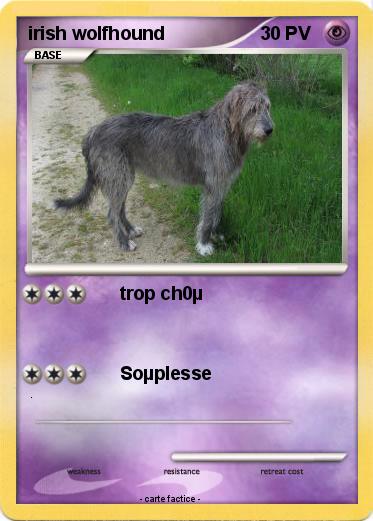 Pokemon irish wolfhound