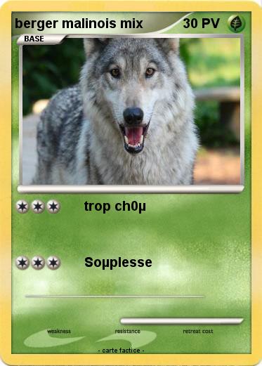Pokemon berger malinois mix
