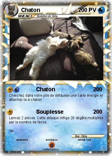 Pokemon Chaton
