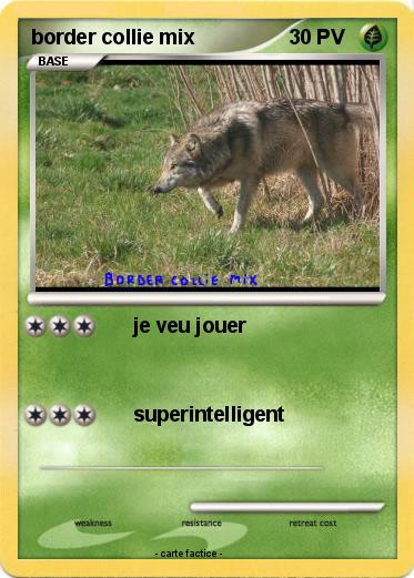 Pokemon border collie mix