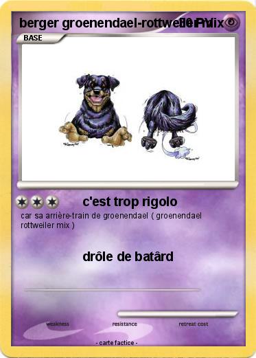 Pokemon berger groenendael-rottweiler mix