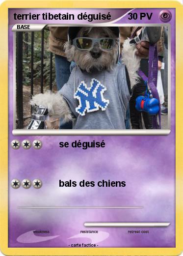 Pokemon terrier tibetain déguisé