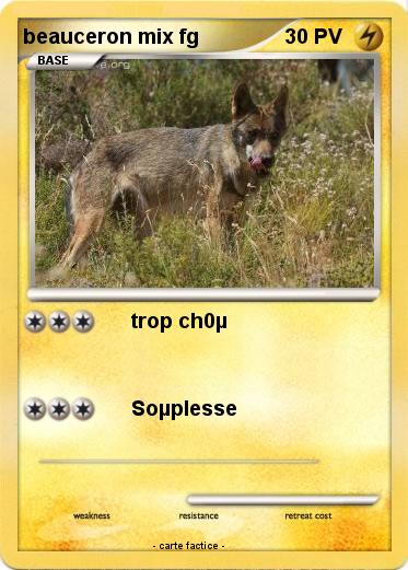 Pokemon beauceron mix fg