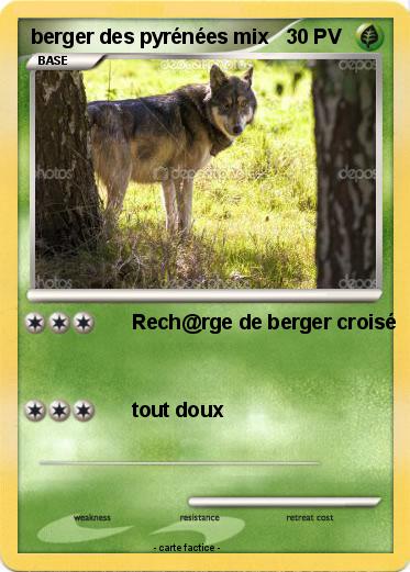 Pokemon berger des pyrénées mix