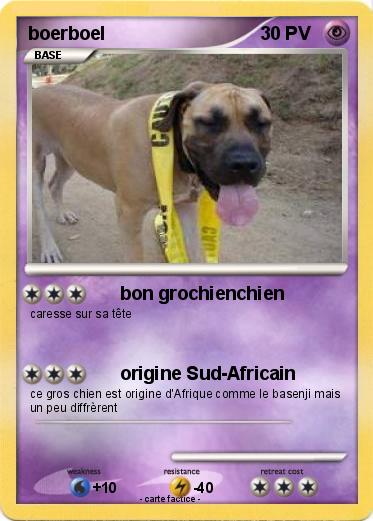 Pokemon boerboel