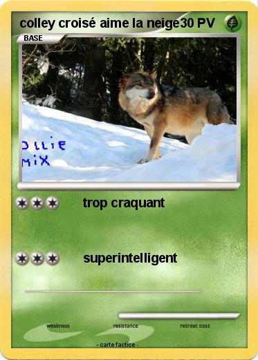 Pokemon colley croisé aime la neige