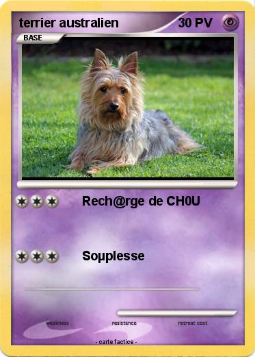 Pokemon terrier australien