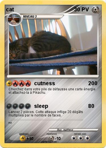 Pokemon cat