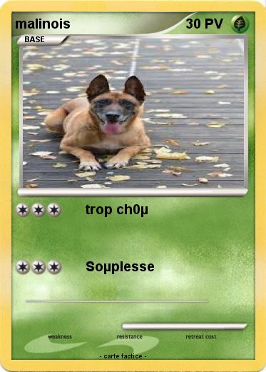 Pokemon malinois