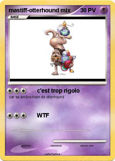 Pokemon mastiff-otterhound mix