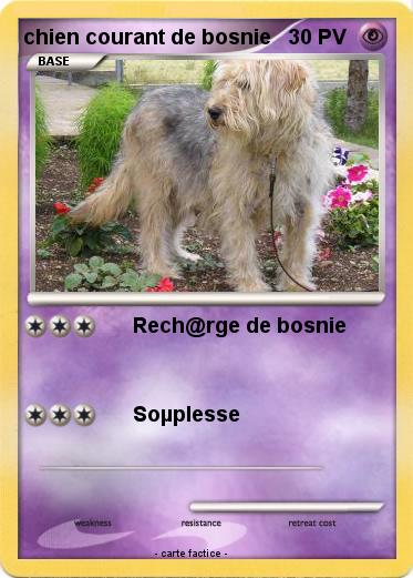 Pokemon chien courant de bosnie