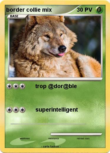 Pokemon border collie mix
