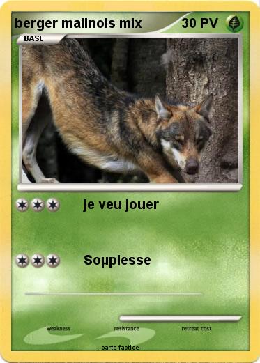 Pokemon berger malinois mix