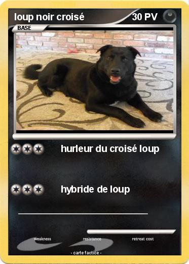 Pokemon loup noir croisé