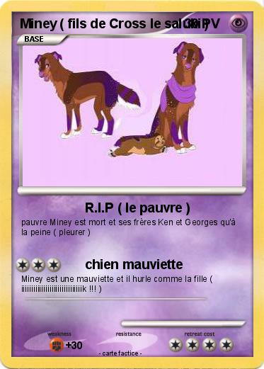 Pokemon Miney ( fils de Cross le saluki )