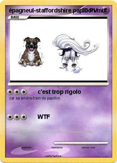 Pokemon épagneul-staffordshire papillon mix