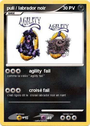 Pokemon puli / labrador noir