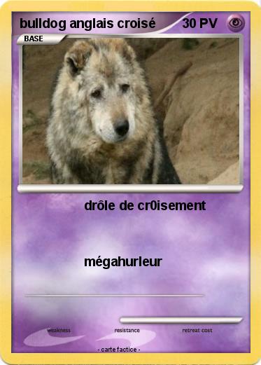 Pokemon bulldog anglais croisé