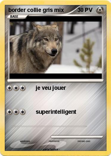 Pokemon border collie gris mix