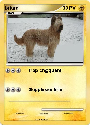 Pokemon briard