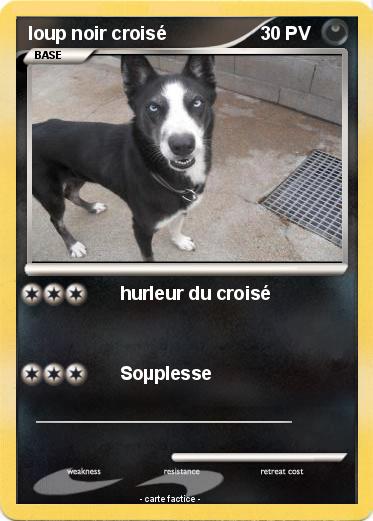 Pokemon loup noir croisé
