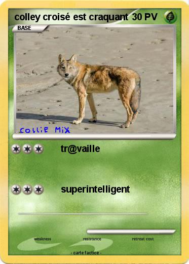 Pokemon colley croisé est craquant