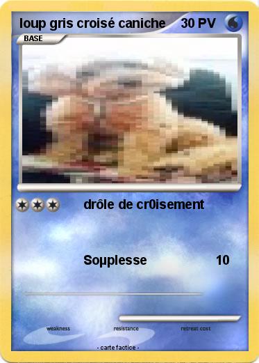 Pokemon loup gris croisé caniche