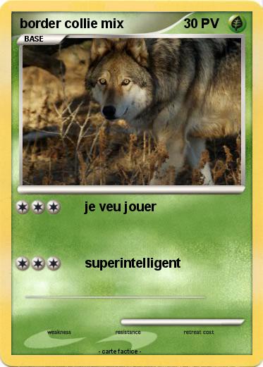 Pokemon border collie mix