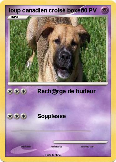 Pokemon loup canadien croisé boxer