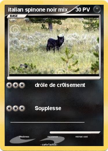 Pokemon italian spinone noir mix