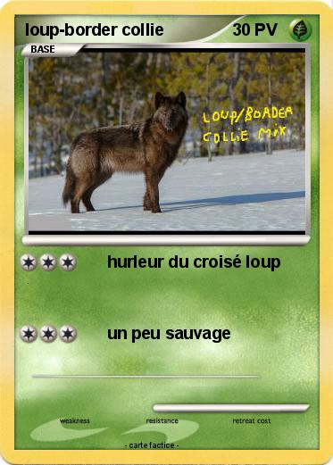 Pokemon loup-border collie