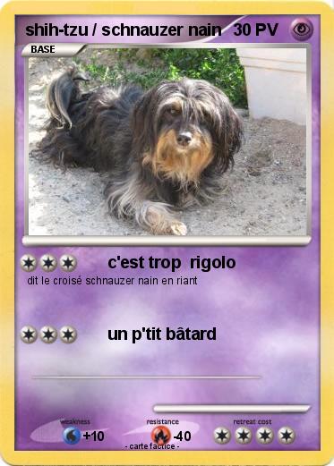 Pokemon shih-tzu / schnauzer nain