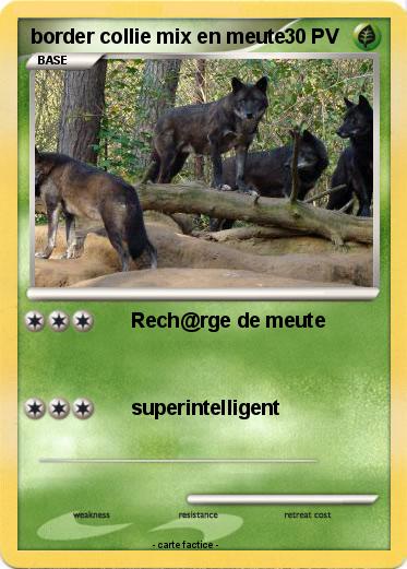 Pokemon border collie mix en meute