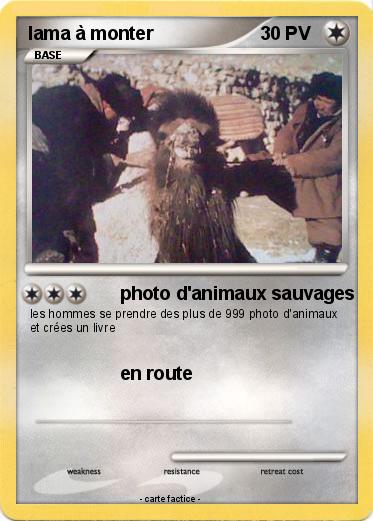 Pokemon lama à monter