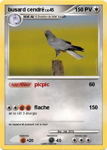 Pokemon busard cendré