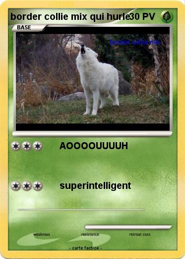 Pokemon border collie mix qui hurle