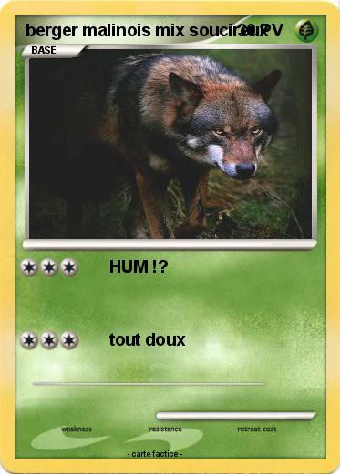 Pokemon berger malinois mix soucireux