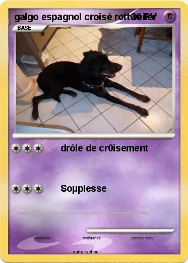 Pokemon galgo espagnol croisé rottweiler