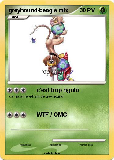 Pokemon greyhound-beagle mix