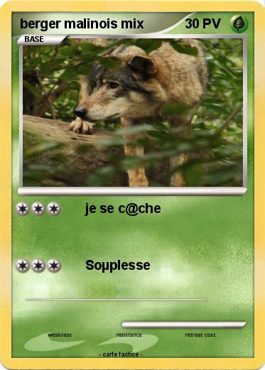 Pokemon berger malinois mix