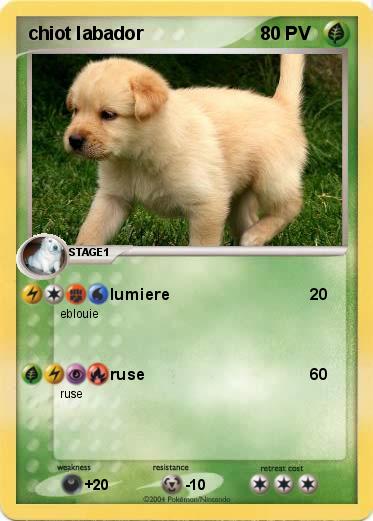 Pokemon chiot labador