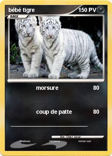 Pokemon bébé tigre
