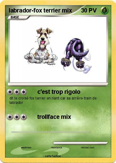 Pokemon labrador-fox terrier mix