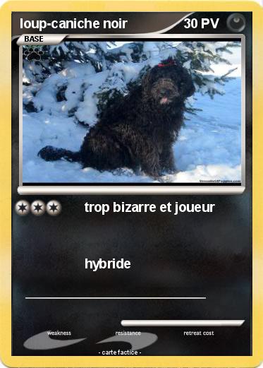 Pokemon loup-caniche noir