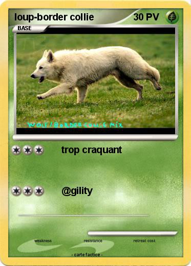 Pokemon loup-border collie