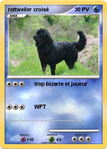 Pokemon rottweiler croisé